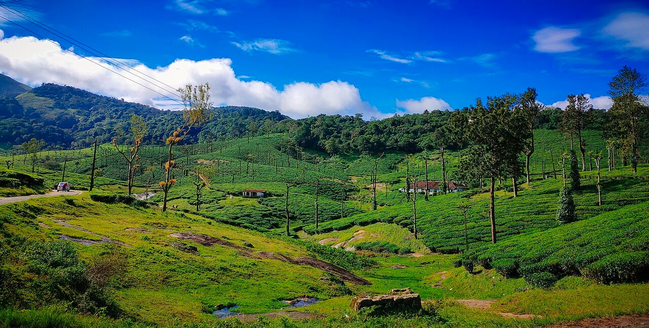 Tea plantations and tree-covered hills beneath blue skies in Nelliyampathy, Palakkad.