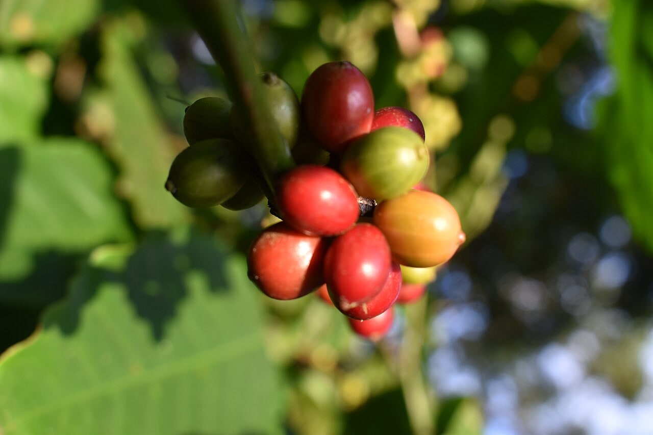 Red, yellow and green coffee cherries growing on a branch in Wayanad.