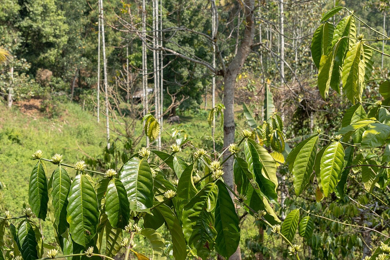 Coffee branches with glossy green leaves and pale flower buds among trees near Kalpetta, Wayanad.